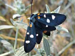 Imagem de Zygaena ephialtes Linnaeus 1767