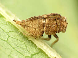 Image of treehoppers