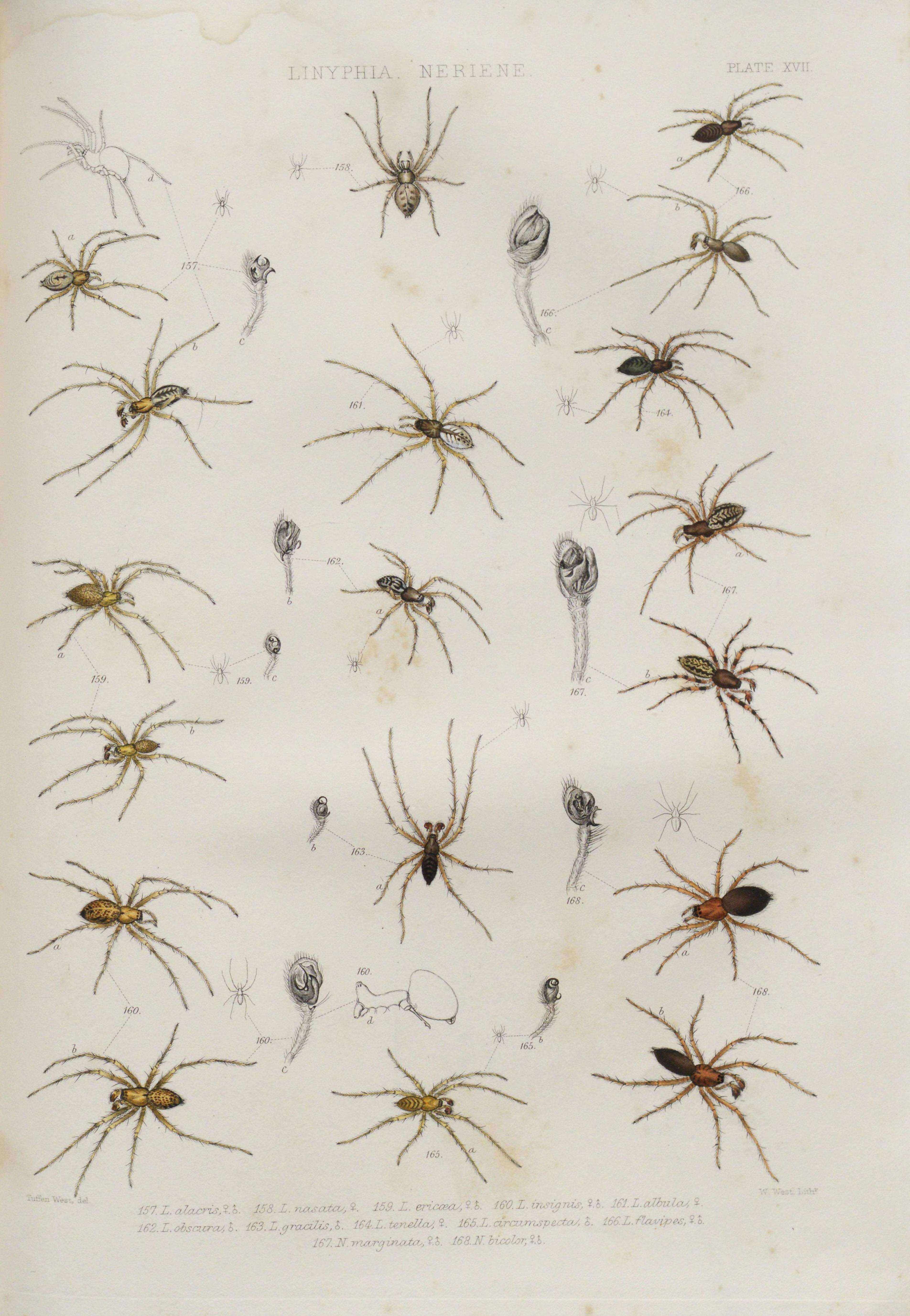 Image of Centromerita bicolor (Blackwall 1833)