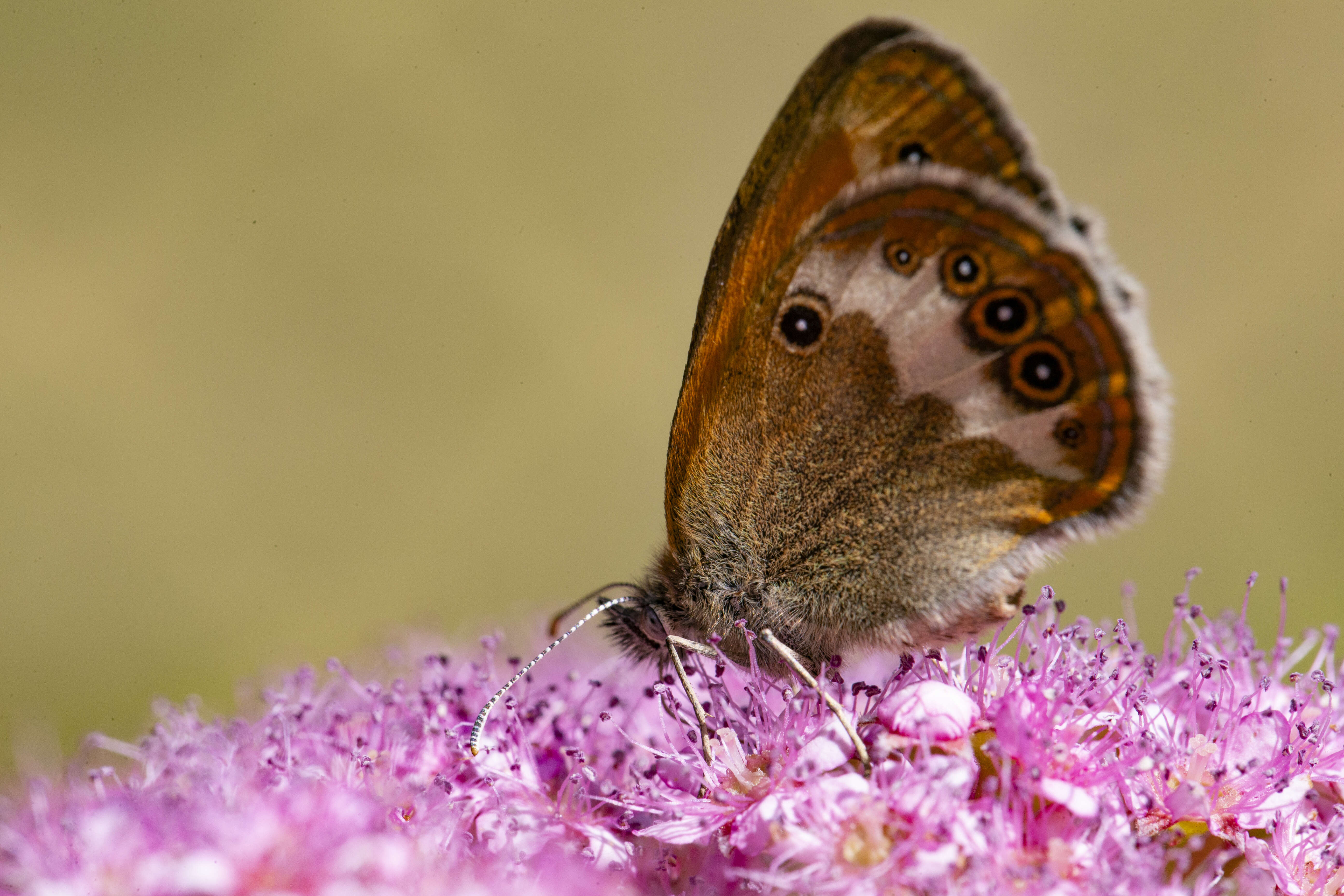 Coenonympha arcania Linnaeus 1761的圖片