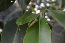 Image of Carea angulata Fabricius 1793