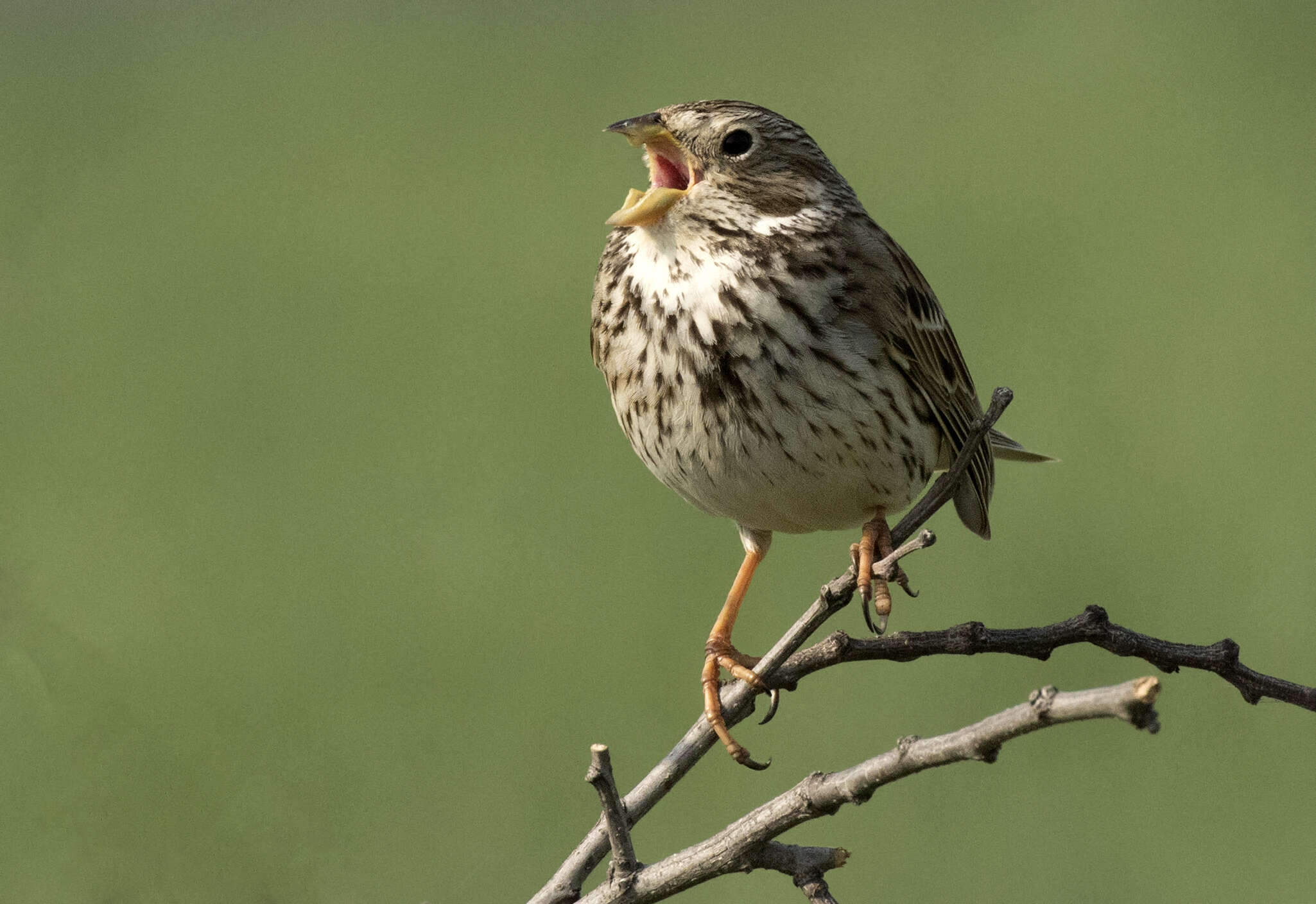 Image of Corn Bunting