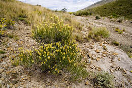 Image of Bailey's rabbitbrush