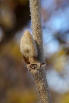 Imagem de Hamamelis mollis Oliv.