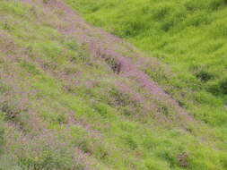 Desmodium intortum (Mill.) Urb. resmi