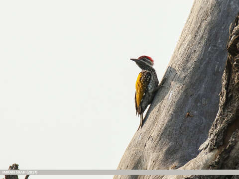 Image of Black-rumped Flameback