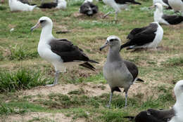 Image of Laysan Albatross