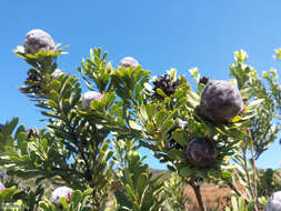 Image of grey conebush