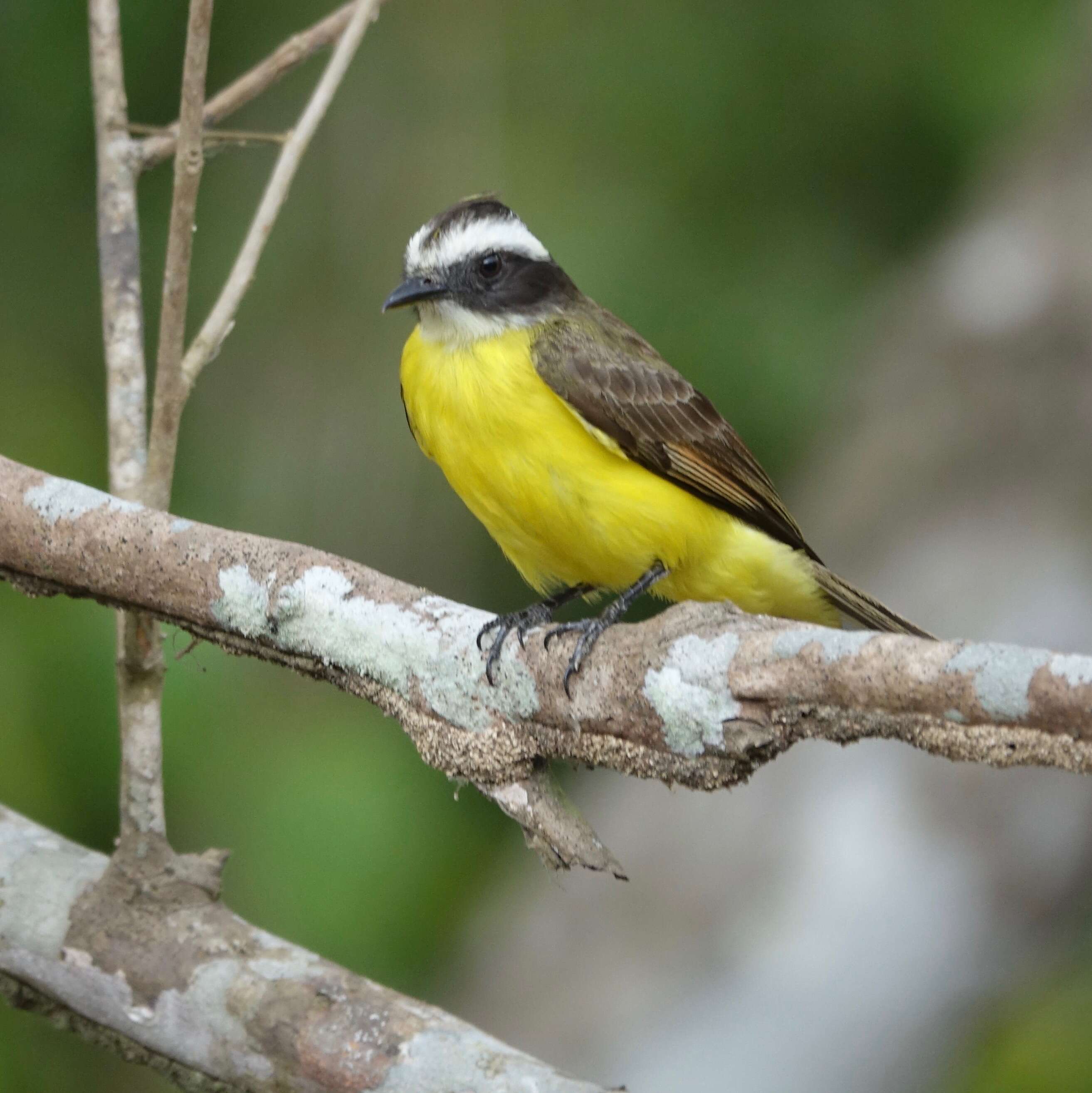 Image of Rusty-margined Flycatcher