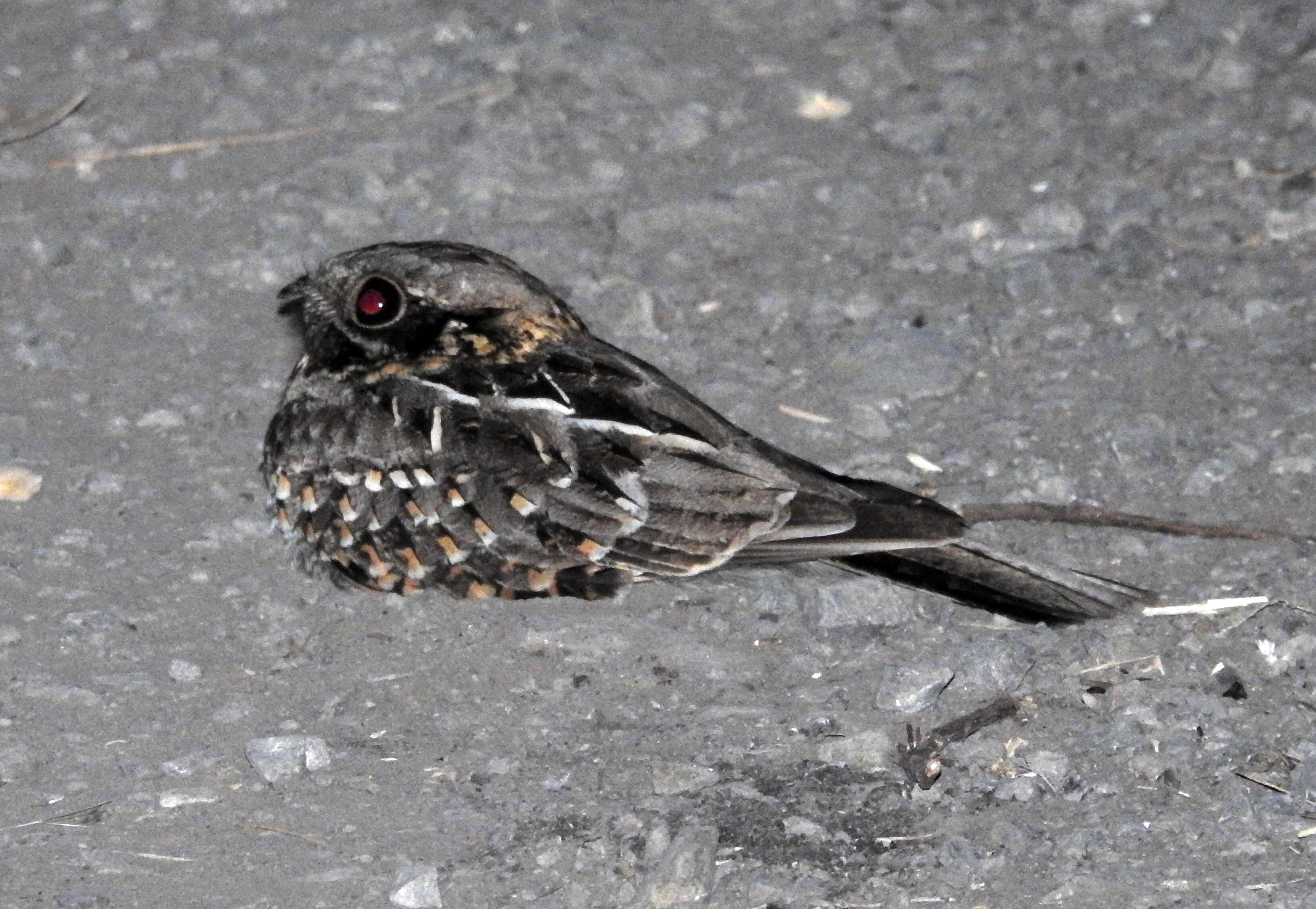 Image of Indian Nightjar