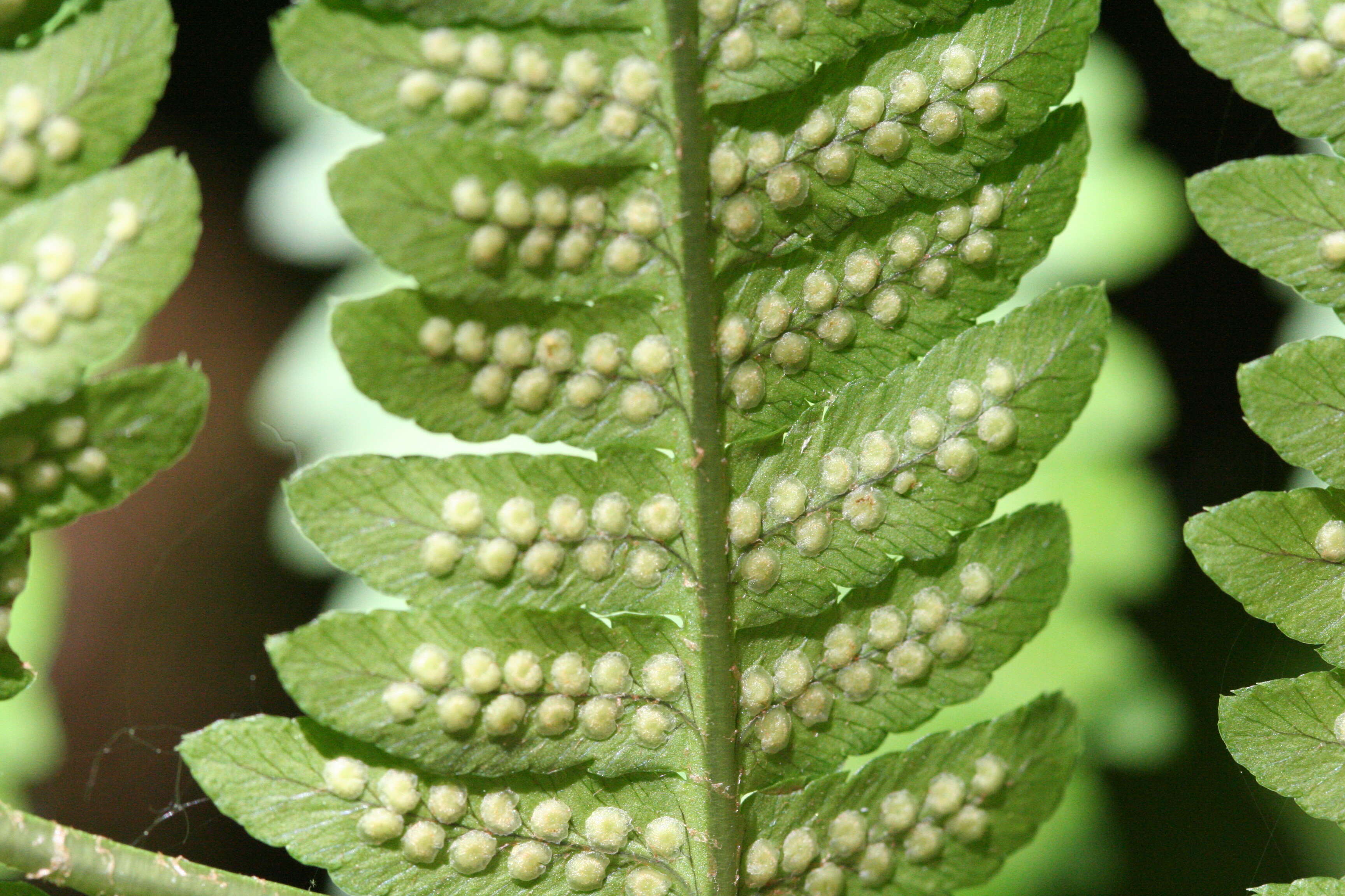 Image of Dryopteris goldieana