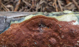 Image de Polypore taxicole