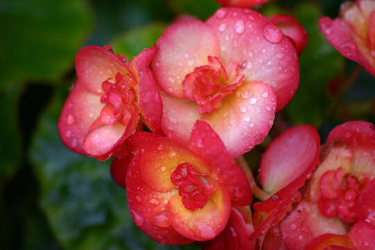 Image of clubed begonia