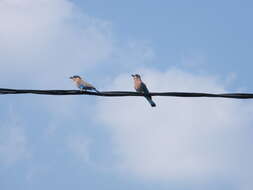 Image of Indian Roller