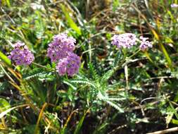 Image of Achillea obscura Nees