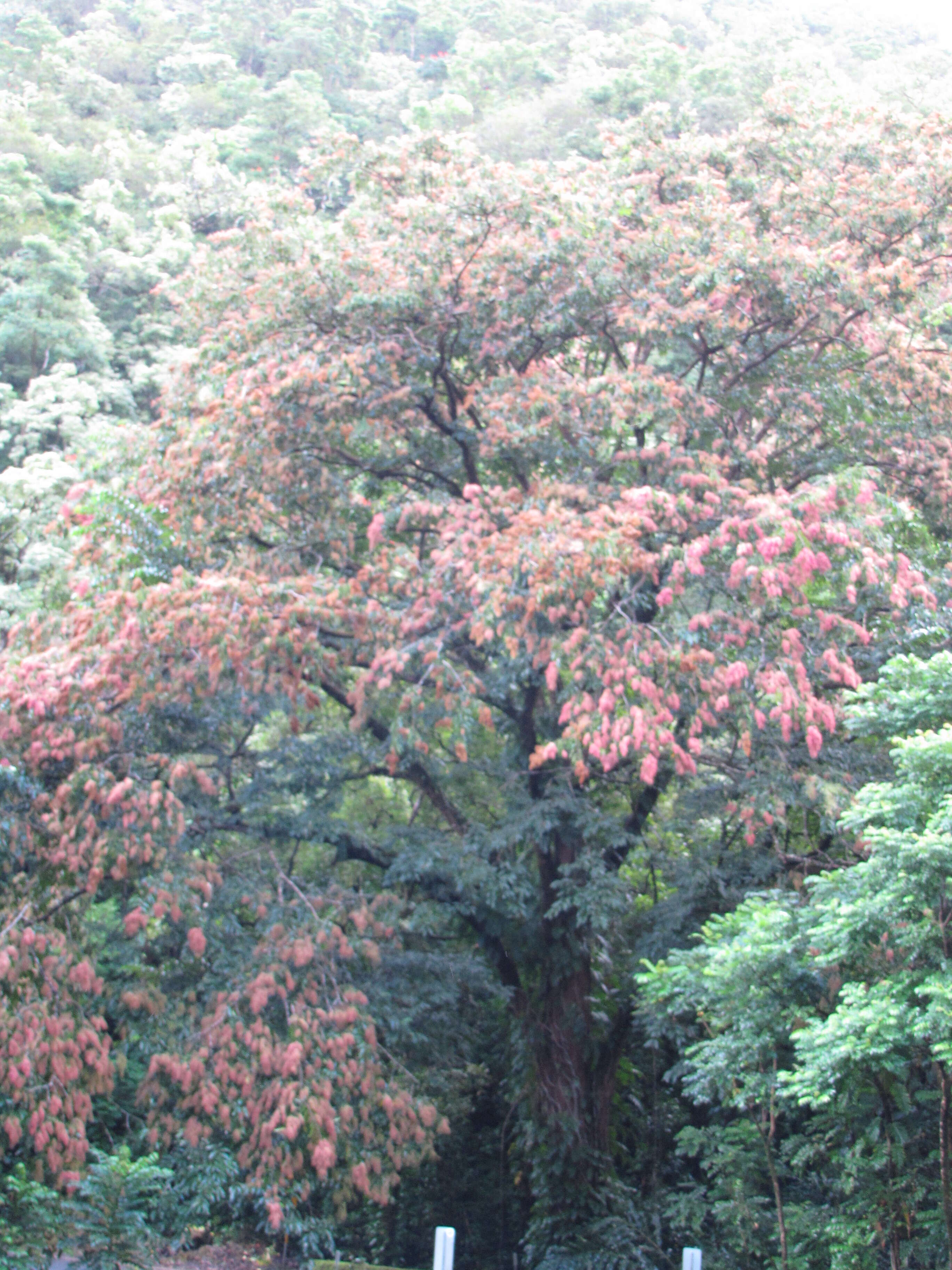 Image of East Indian almond