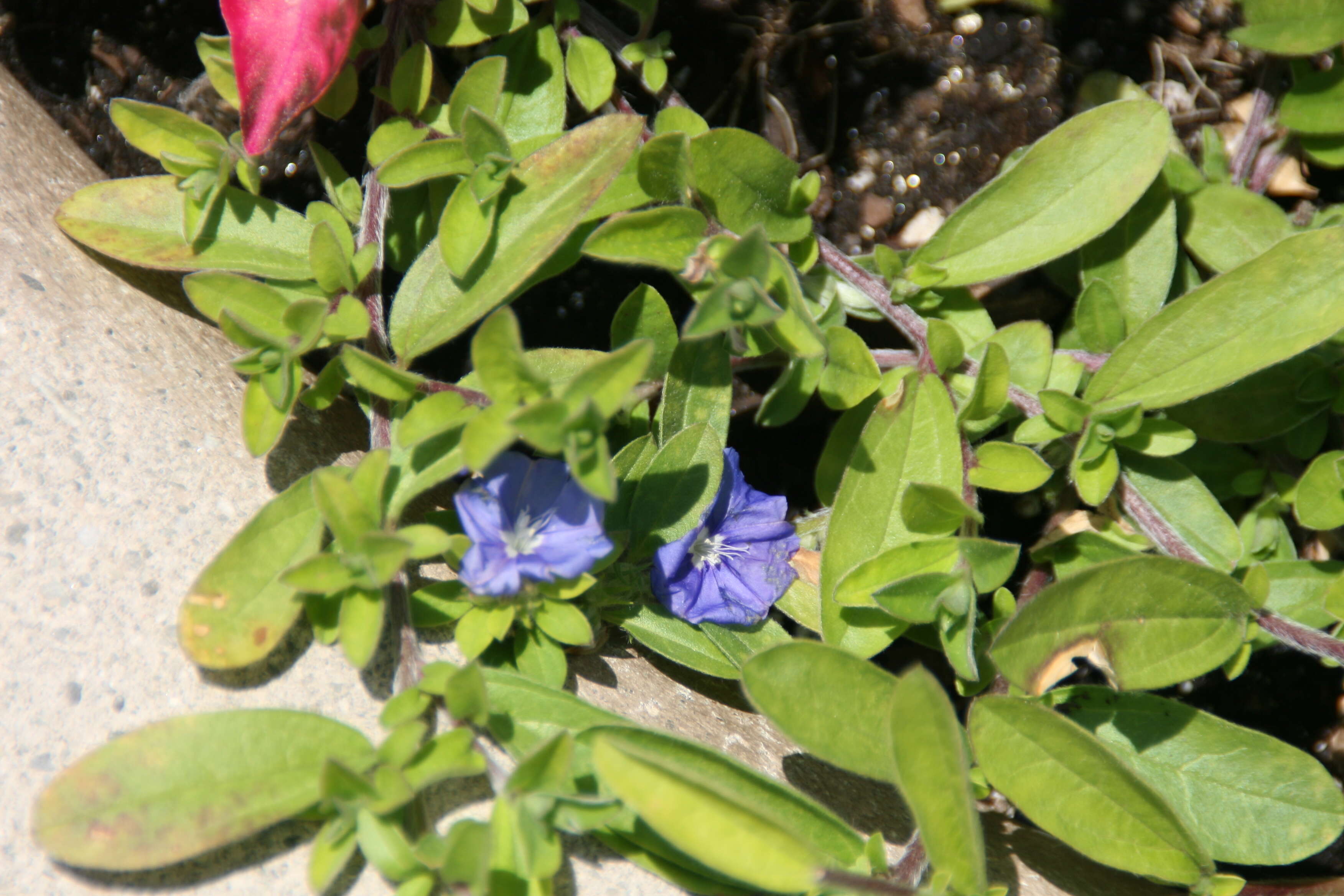 Image of Brazilian dwarf morning-glory