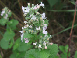 Image of Catnip