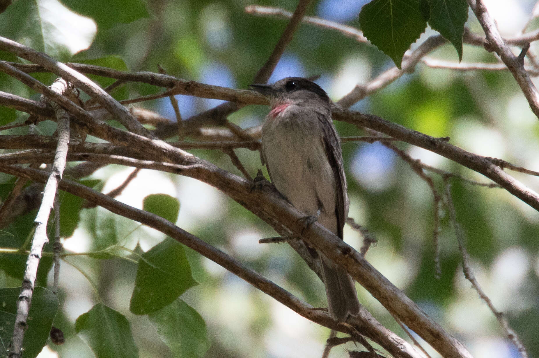 Pachyramphus aglaiae (Lafresnaye 1839) resmi