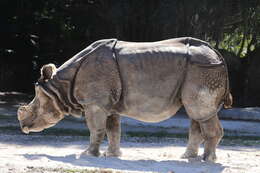 Image of Indian Rhinoceros