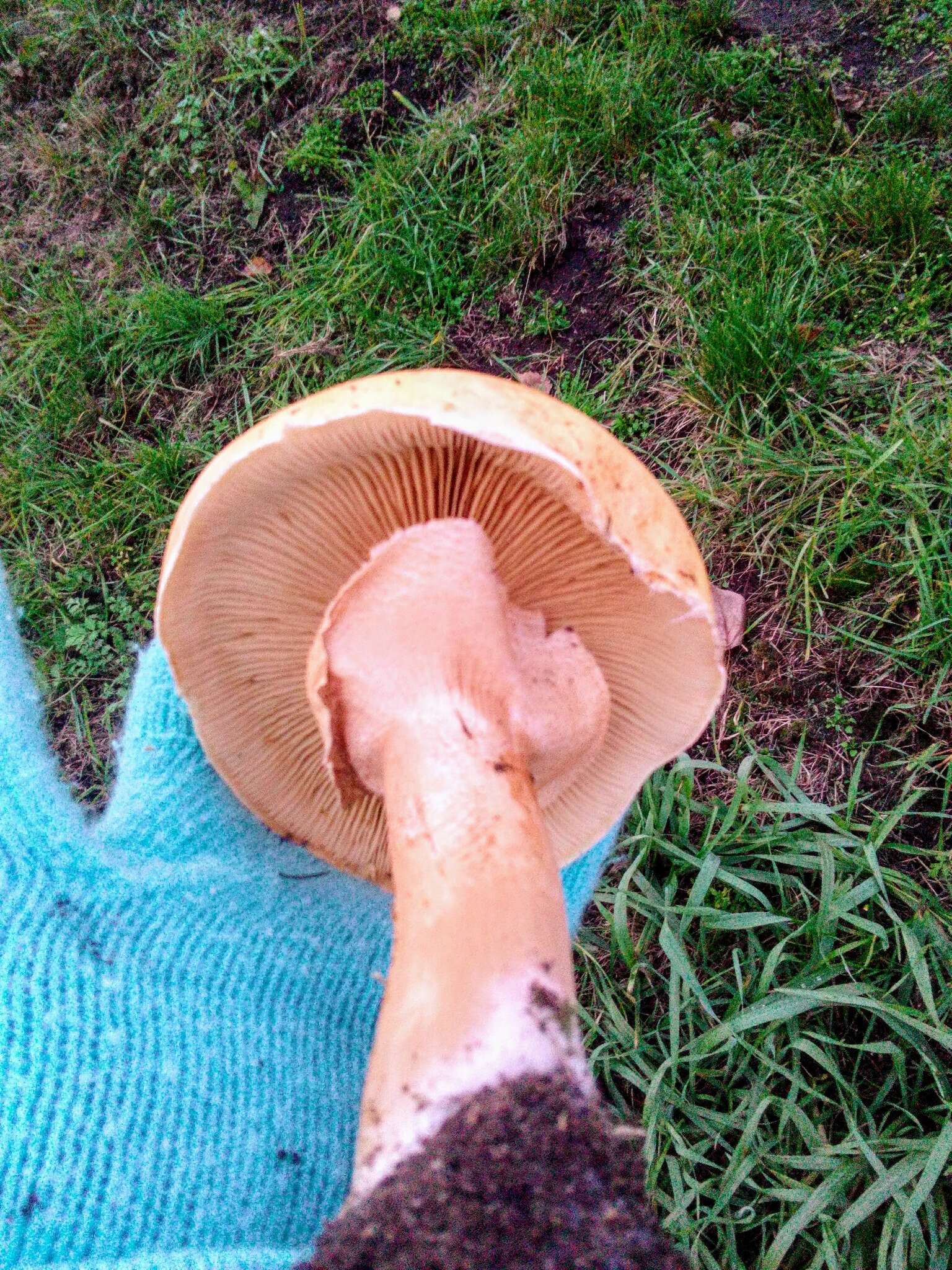 Image of Phaeolepiota