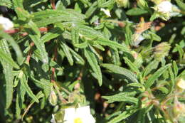 Imagem de Cistus monspeliensis L.