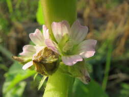 Image of cluster mallow