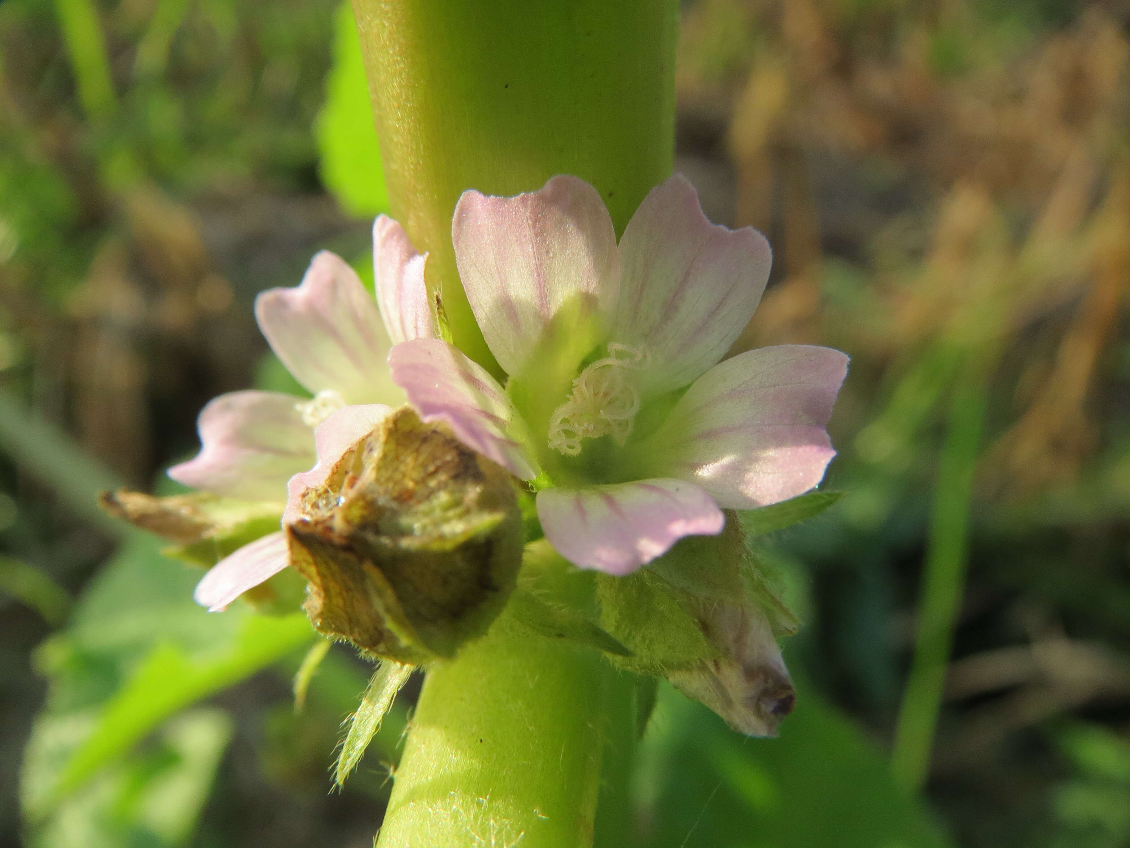 Image of cluster mallow