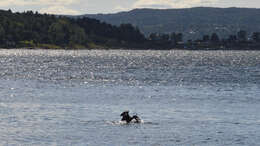 Image of Black Shag