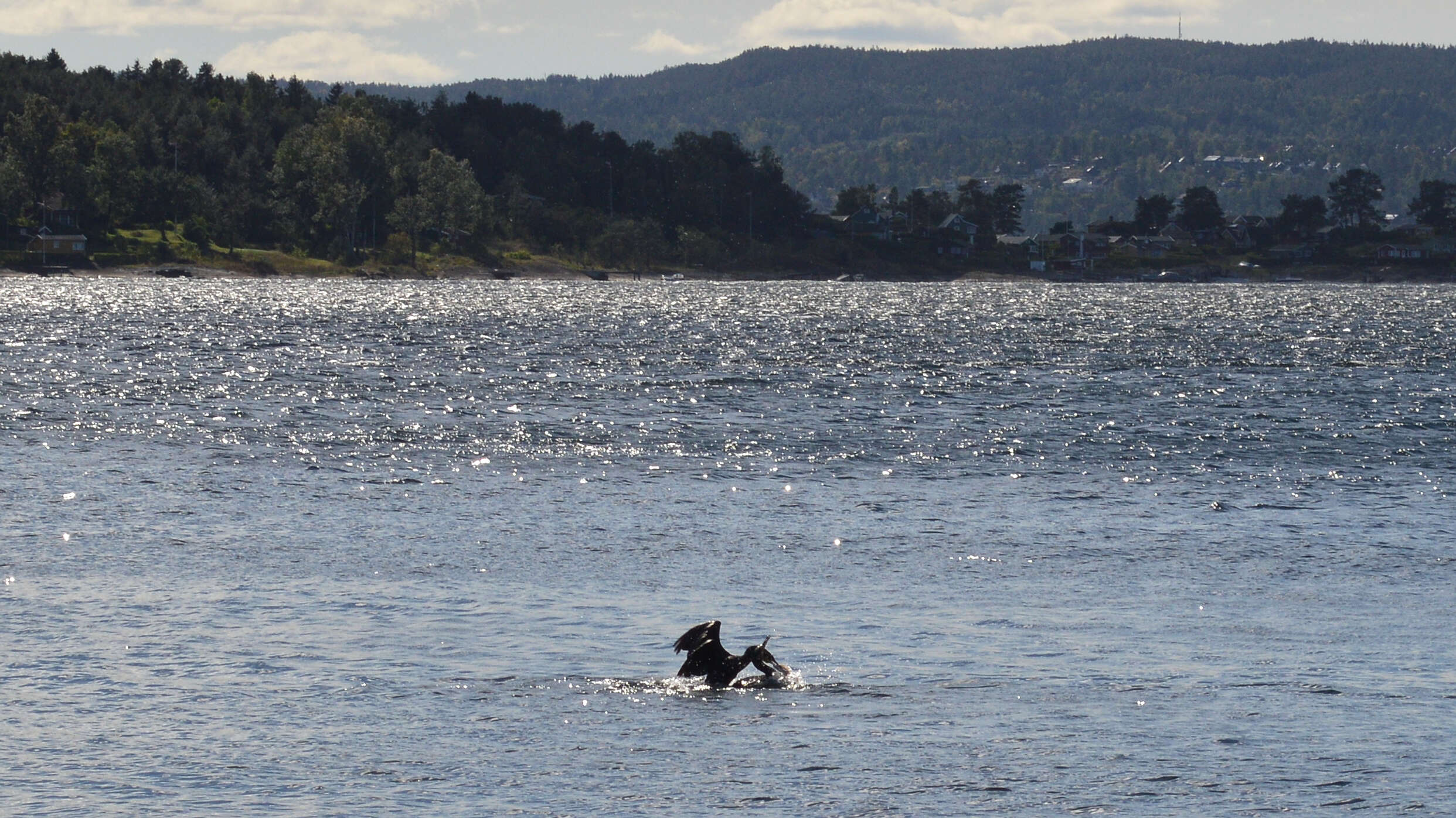 Image of Black Shag