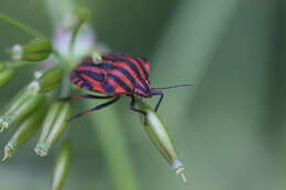 Image of <i>Graphosoma italicum</i>