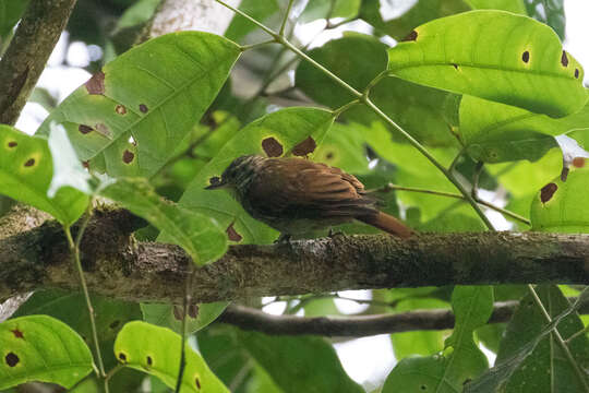 Image of Slender-billed Xenops