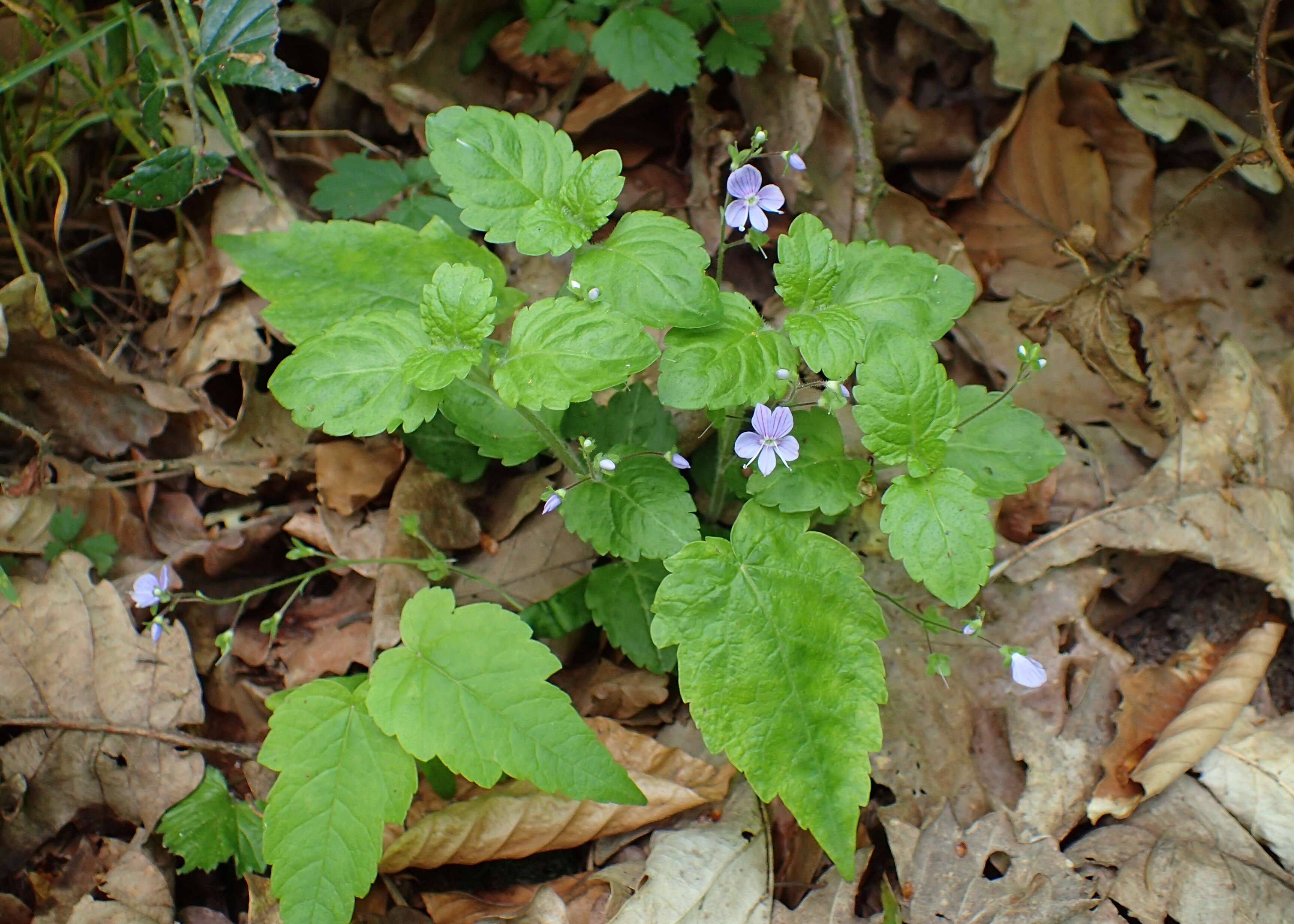 Image of Wood speedwell