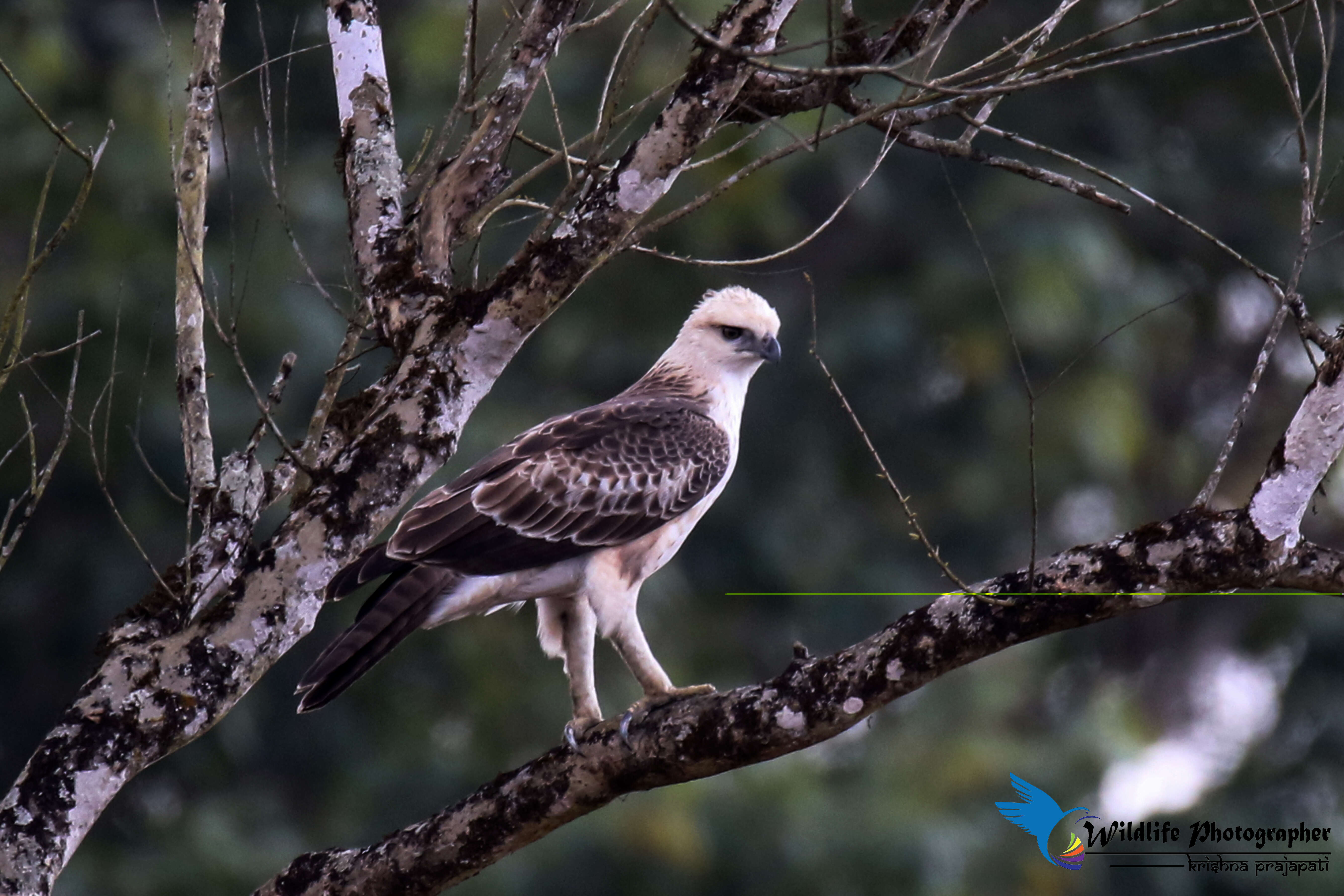 Nisaetus cirrhatus (Gmelin & JF 1788) resmi