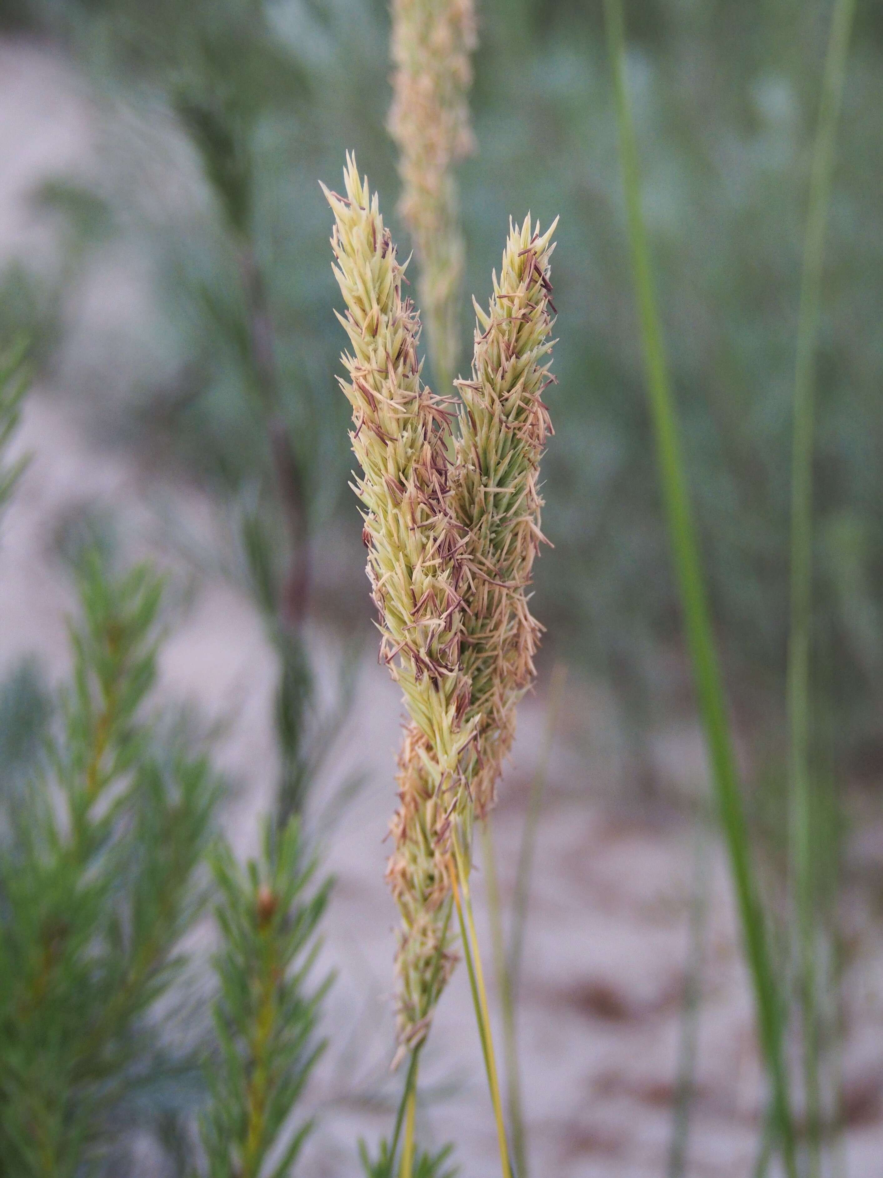 Image of European beachgrass