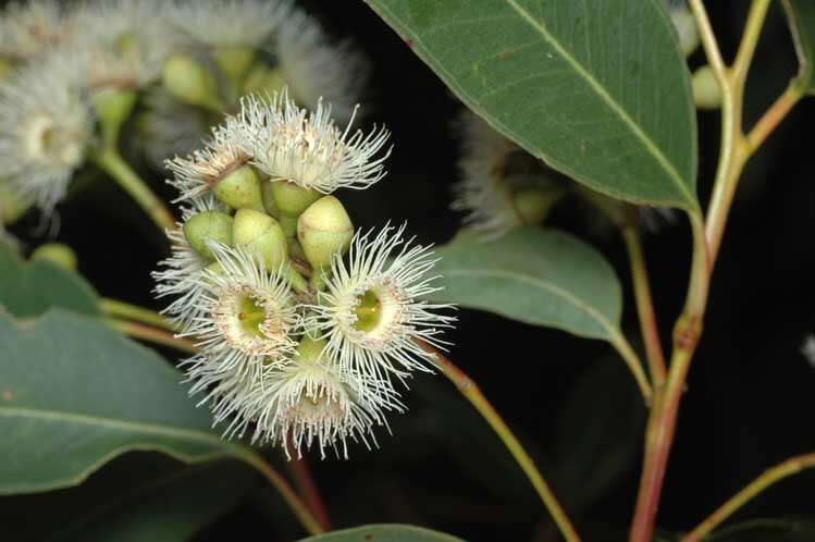 Imagem de Eucalyptus paniculata Sm.