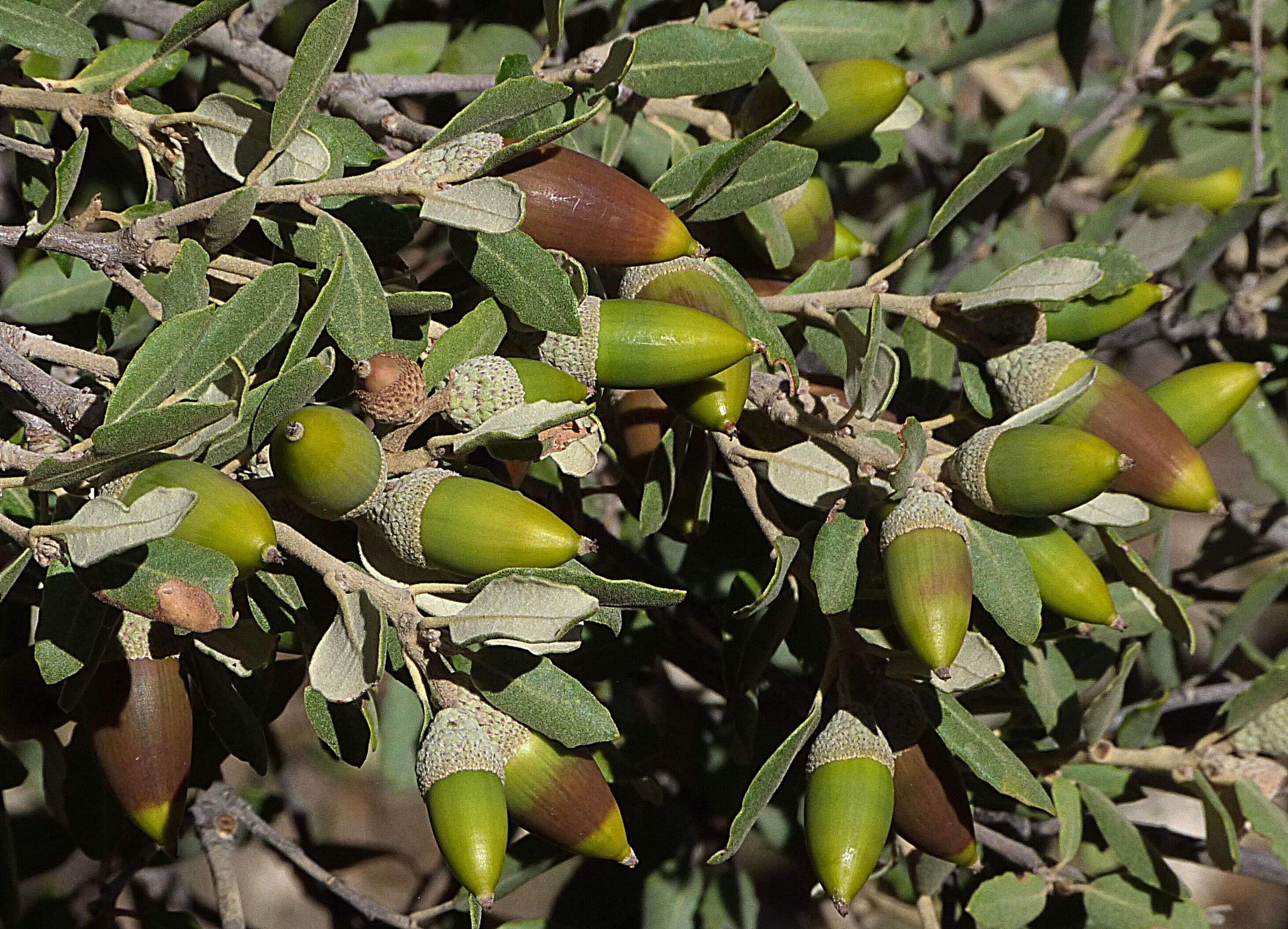 Image of Evergreen Oak