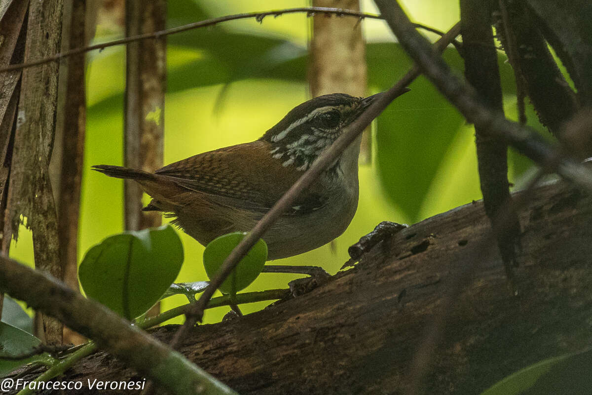 Image of White-breasted Wood Wren