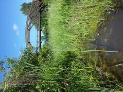 Image of Tufted Loosestrife