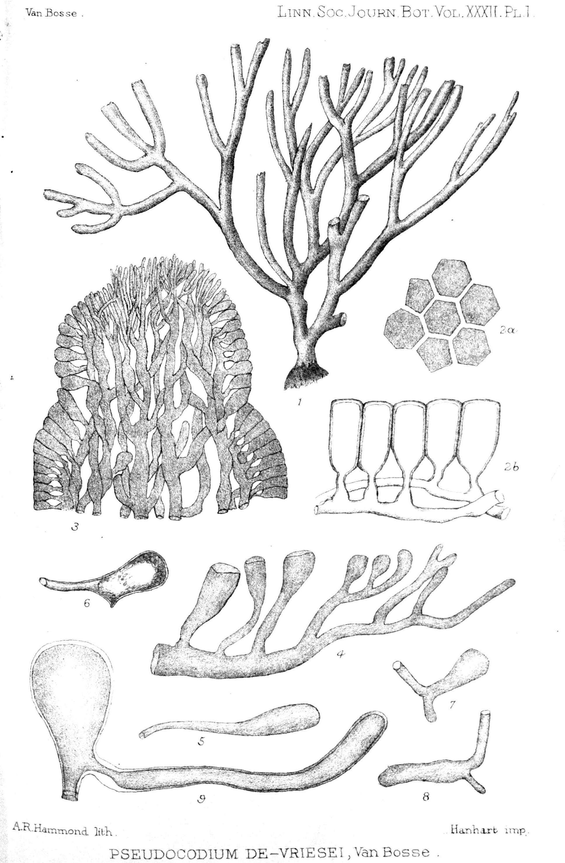 Pseudocodium Weber-van Bosse 1896 resmi