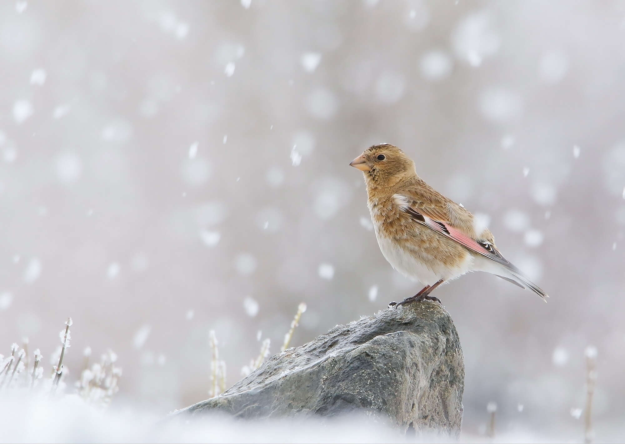 Image of Asian Crimson-winged Finch