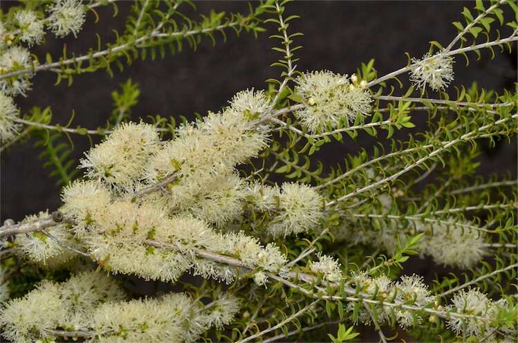 Imagem de Melaleuca acutifolia (Benth.) Craven & Lepschi