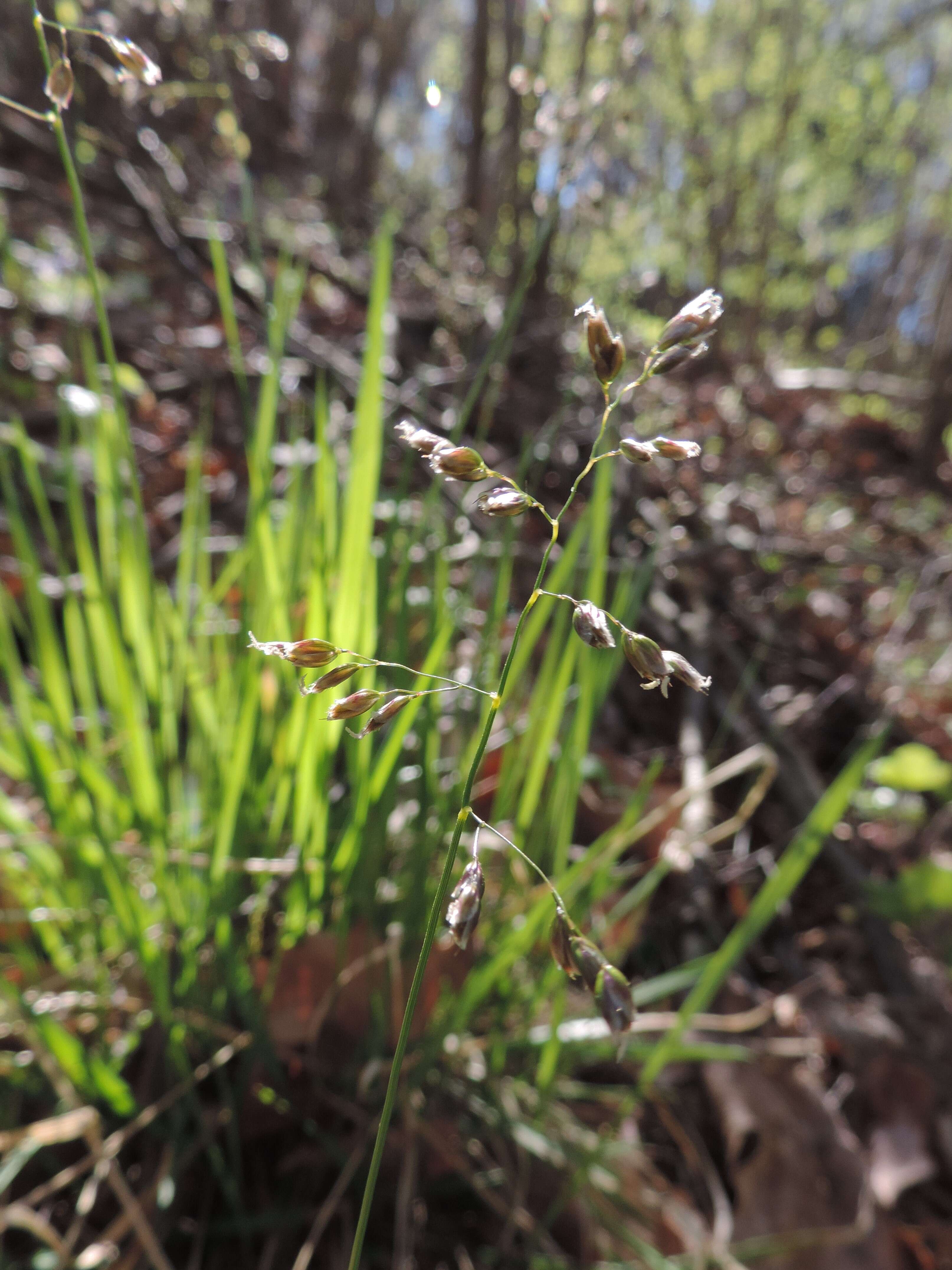 Image of Anthoxanthum australe (Schrad.) Veldkamp