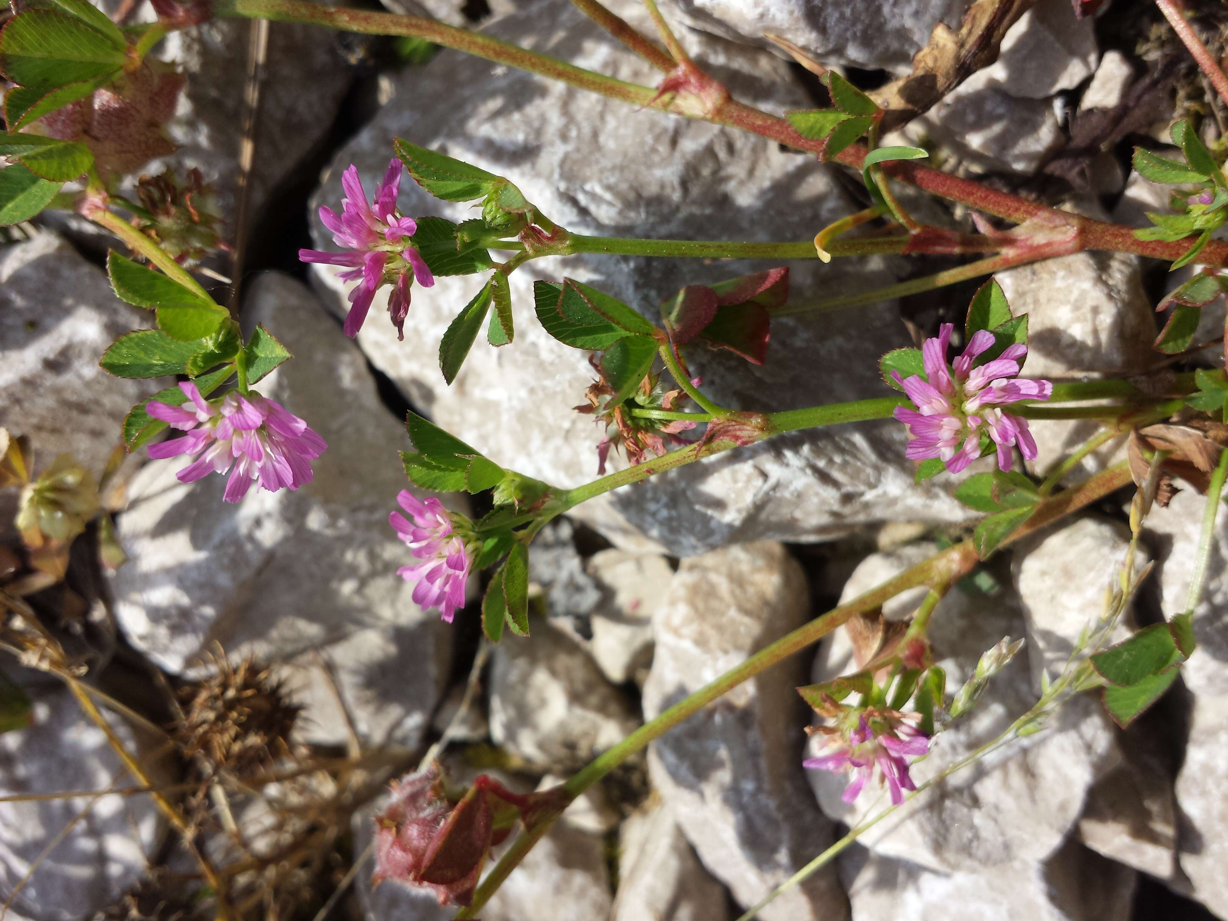 Image of reversed clover