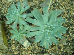 Image of Echeveria runyonii Rose