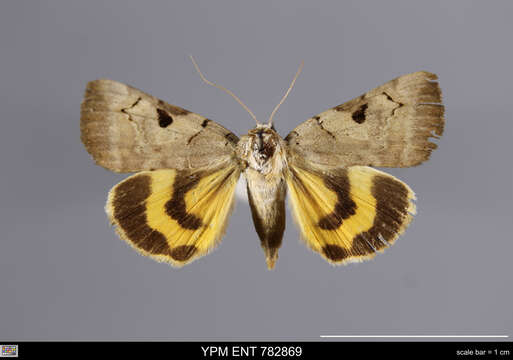 Image of Married Underwing