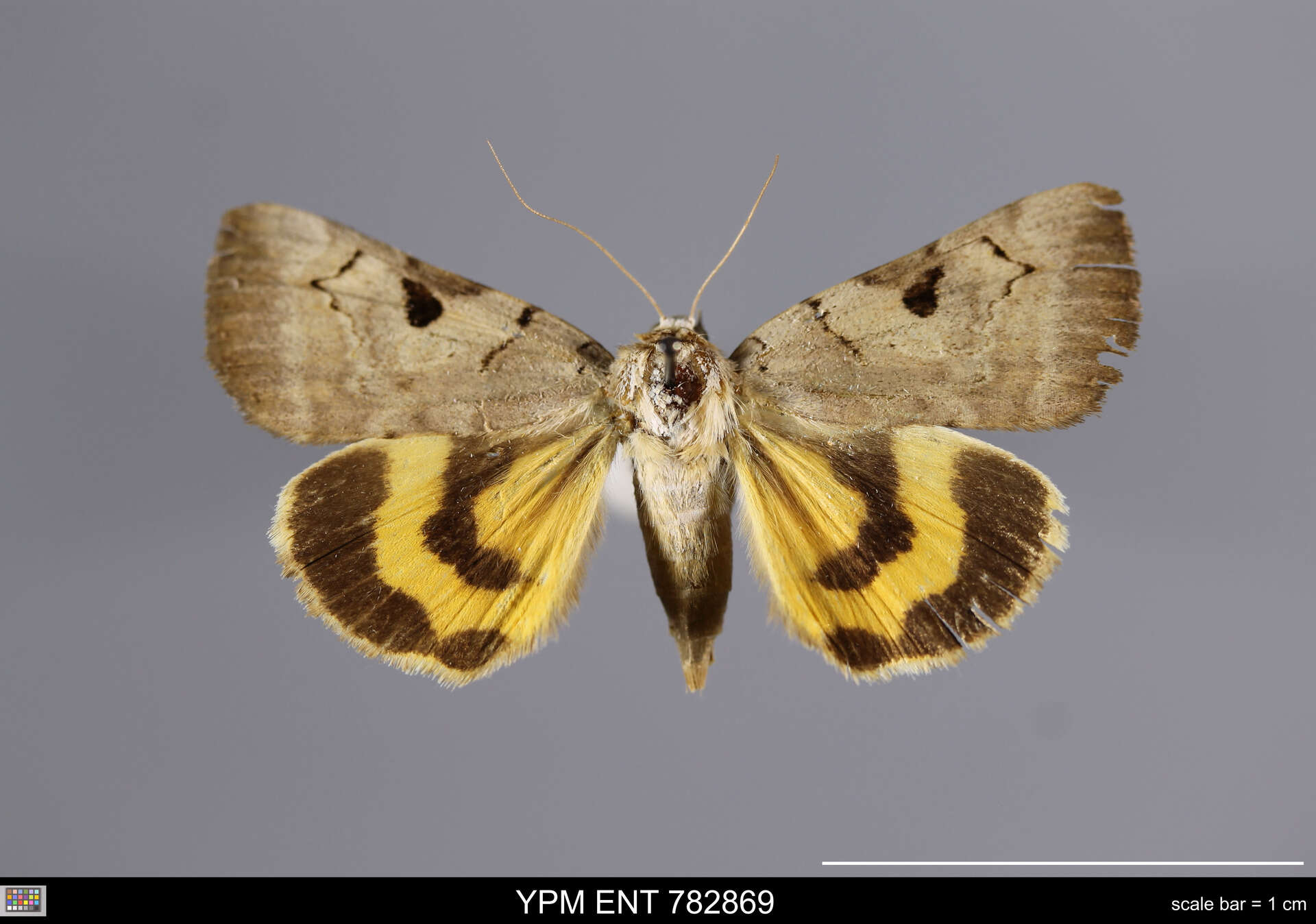 Image of Married Underwing