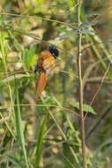 Image of Black-headed Paradise-Flycatcher