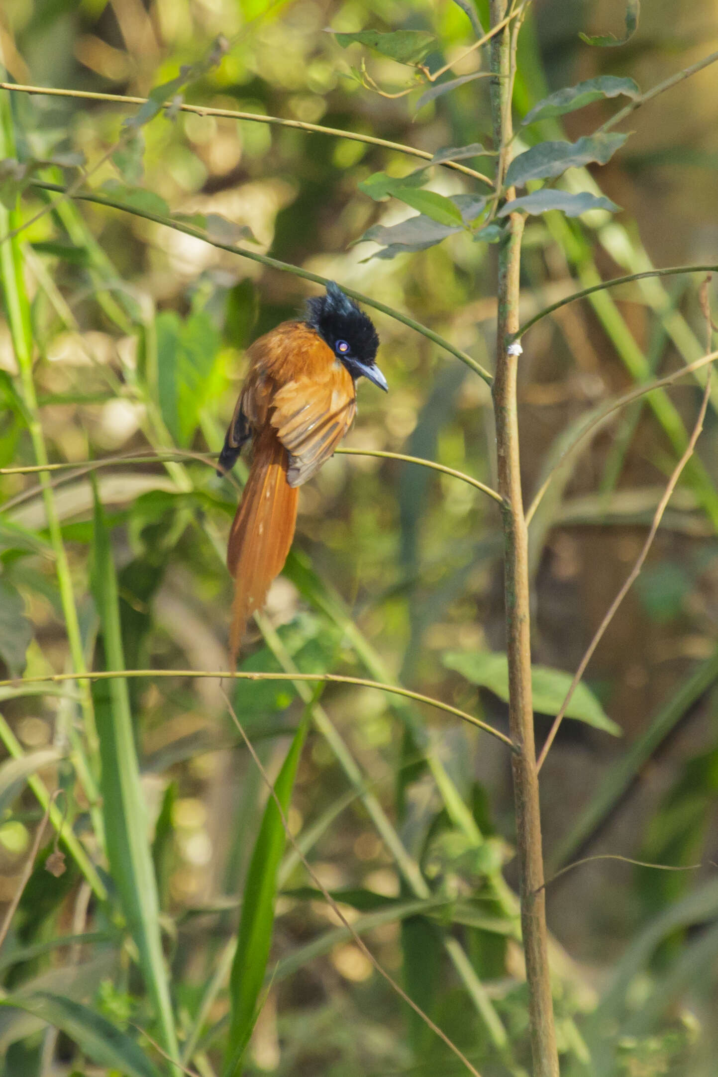 Image of Black-headed Paradise-Flycatcher