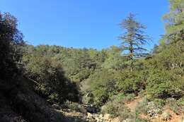 Image of Cyprus Cedar